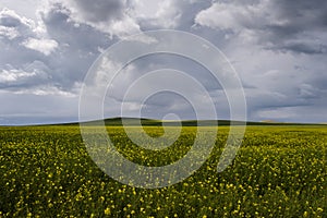 Blossoming rapessed yellow fields