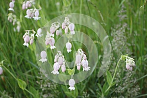 Blossoming rattleweed in the meadow photo