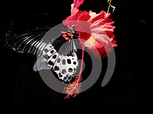 Blossoming red flower of Hibiscus with two petals on pestle, stamens, leaves and a black and white butterfly in black background.