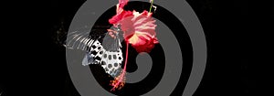 Blossoming red flower of Hibiscus with two petals on pestle, stamens, leaves and a black and white butterfly in black background.