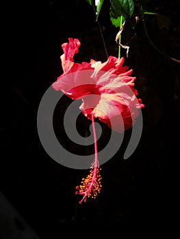 Blossoming red flower of treelike Hibiscus with two petals on pestle, stamens and leaves, isolated on black background.