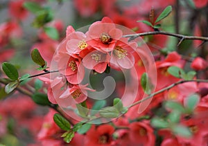 blossoming red flowers