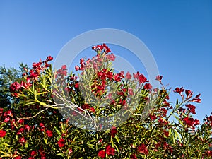 Blossoming Crown of Red oleander in Spring photo