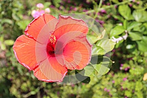 Blossoming red hibiscus flower