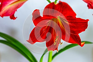 Blossoming red lilly close up shot