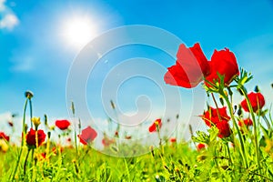 The blossoming red poppies in sunny day, The Beautiful nature of Israel
