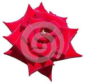 Blossoming red rose isolated