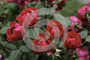 Blossoming red roses in summer garden, natural light