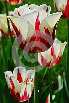 Blossoming red to white patchy tulip flowers, hybrid Twinkle