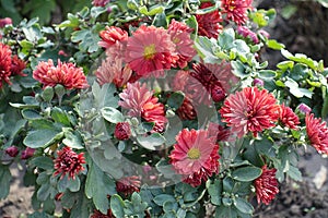 Blossoming red and yellow semidouble Chrysanthemums