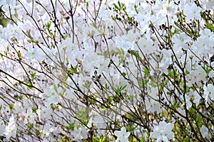 Blossoming of a rhododendron of Shlippenbakh Rhododendron schlippenbachii Maxim