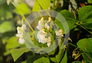 Blossoming and ripening beans on the plantation with large grains in the rays of sunlight. Agroindustrial business. Farm for growi