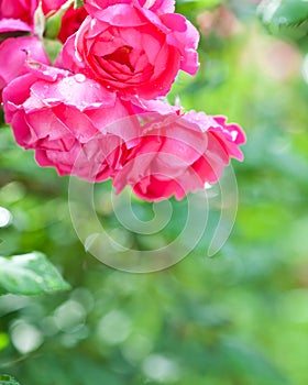Blossoming rose bush in spring