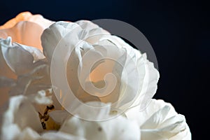 A blossoming rose flower with white petals, on a black background, lit by the flame of a candle.