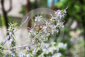 Blossoming rosemary plants on the blue green bokeh herb garden background. Rosmarinus officinalis angustissimus Benenden Blue