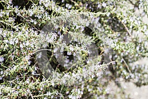 Blossoming rosemary plants on the blue green bokeh herb garden background. Rosmarinus officinalis angustissimus Benenden Blue