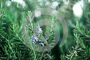 Blossoming rosemary plants with flowers on green bokeh herb background. Rosmarinus officinalis angustissimus Benenden