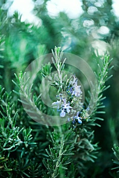 Blossoming rosemary plants with flowers on green bokeh herb background. Rosmarinus officinalis angustissimus Benenden