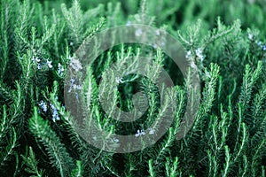 Blossoming rosemary plants with flowers on green bokeh herb background. Rosmarinus officinalis angustissimus Benenden