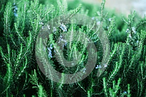 Blossoming rosemary plants with flowers on green bokeh herb background. Rosmarinus officinalis angustissimus Benenden