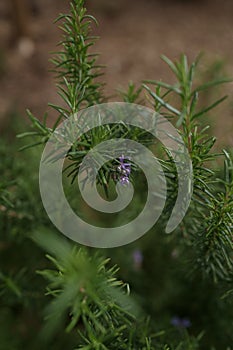 Blossoming rosemary, Rosmarinus officinalis closeup