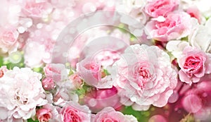 Blossoming roses background.