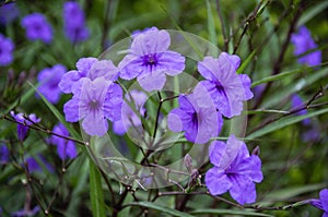 Blossoming ruellia brittoniana flowers closeup