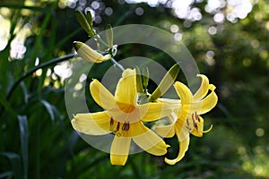 Blossoming runaway of a day lily.