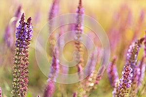 Blossoming sage