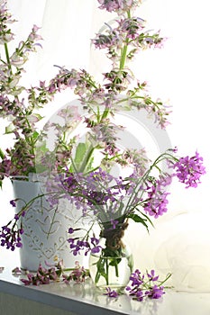 Blossoming sage in a white vase
