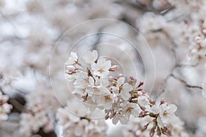 Blossoming sakura branch