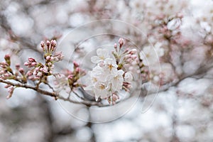 Blossoming sakura branch