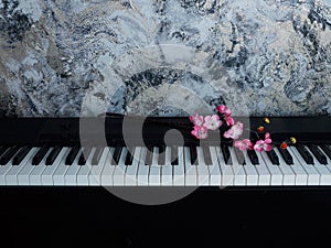 A blossoming sakura branch on a digital piano keyboard