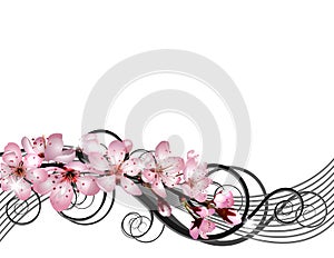 Blossoming sakura cherry branch with pink flowers