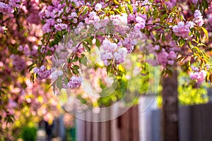 Blossoming sakura or Japanese cherry with beautiful pink flowers on the spring city street, outdoor travel background, Uzhhorod