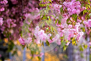Blossoming sakura or Japanese cherry with beautiful pink flowers on the spring city street, outdoor travel background, Uzhhorod