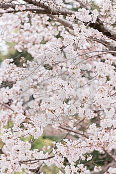 Blossoming sakura in Nara