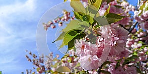 Blossoming sakura tree pink flowers with green leaves.Spring fressness, copy space