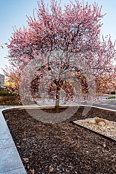 Blossoming sakura tree on Univerzitni namesti square in Karvina city in Czech republic