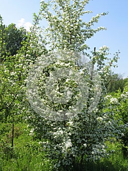 Blossoming Sambucus Nigra  Adoxaceae family . Elder or Elderberry or Black elder or European elder flowering plant photo