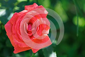 Blossoming scarlet rose flower on a green blurred background