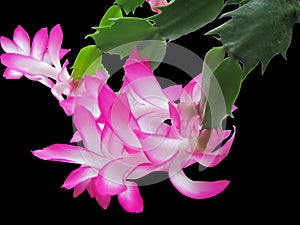 Blossoming Schlumberger Cactus, White and Red Delicate Petals, Isolated On Black Background