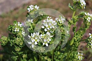 Blossoming scurvygrass