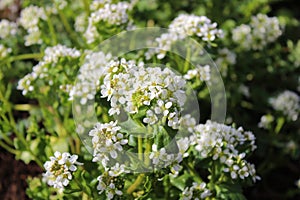 Blossoming scurvygrass