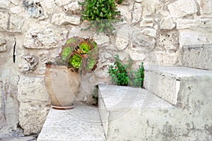 Blossoming sempervivum tectorum in clay flowerpot on the stone steps of a porch