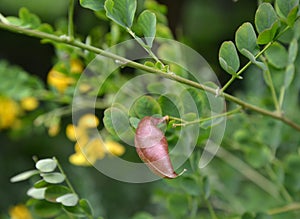 The blossoming Siberian pea shrub Caragana arborescens Lorbergii,of Lorberg a yellow acacia, a bean on a branch