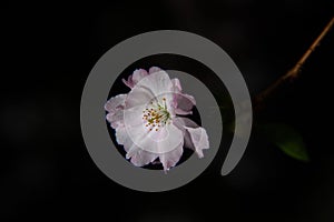 Blossoming single sakura flower on a dark background