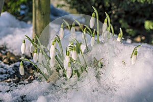 Blossoming snowdrop covered with fresh snow.