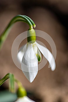 Blossoming Snowdrop Flowers (Galanthus)