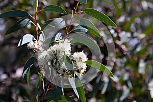 Blossoming soap mallee plant